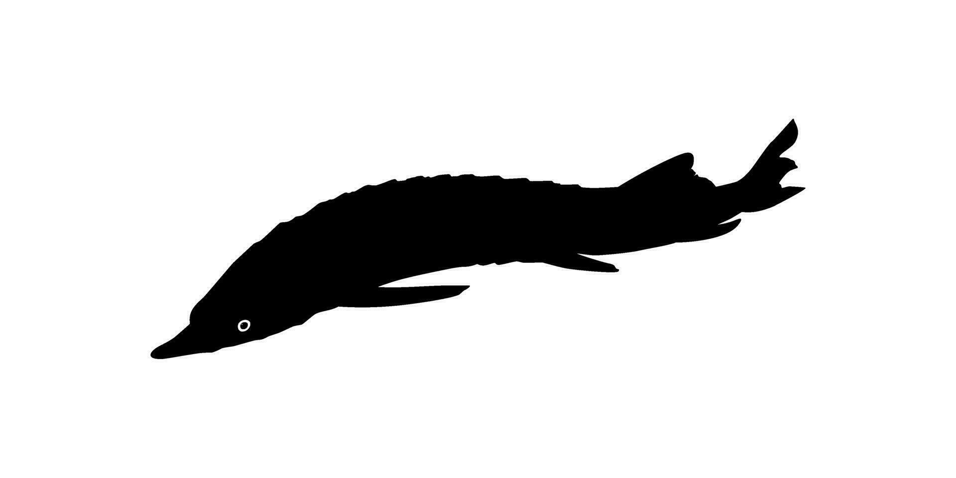 beluga stör eller huso fisk silhuett, fisk som producera premie och dyr kaviar, för logotyp typ, konst illustration, piktogram, appar, hemsida eller grafisk design element. vektor illustration