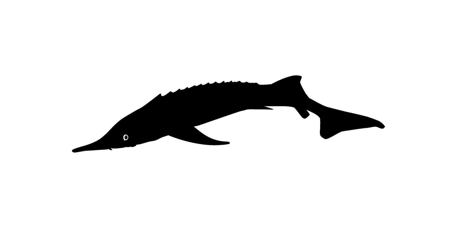 beluga stör eller huso fisk silhuett, fisk som producera premie och dyr kaviar, för logotyp typ, konst illustration, piktogram, appar, hemsida eller grafisk design element. vektor illustration