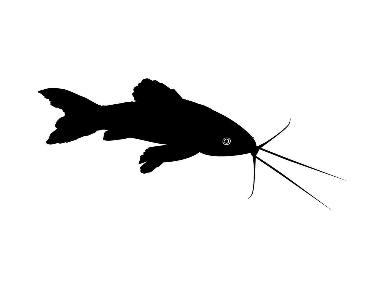 silhuett av de de kwi kwi eller hoposternum littorale är en arter av armerad havskatt från de callichthyidae familj. vektor illustration
