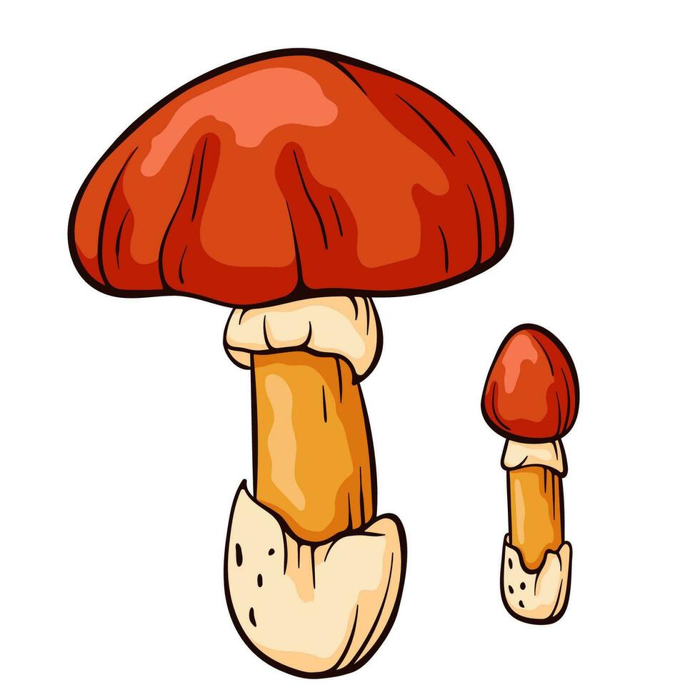 Hand gezeichnet bunt Caesars Pilz. Amanita Kaiserschnitt im Linie Kunst Stil. Vektor Illustration isoliert auf ein Weiß Hintergrund.