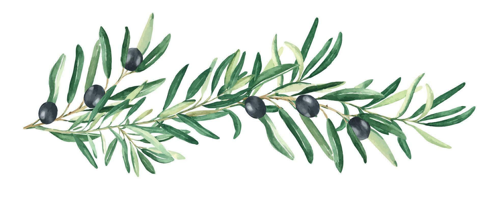 Olive Ast mit schwarz Oliven isoliert auf Weiß Hintergrund. Aquarell Hand gezeichnet botanisch Illustration. können Sein benutzt zum Karten, Speisekarte und Logos. zum kosmetisch oder Essen Verpackung Design vektor