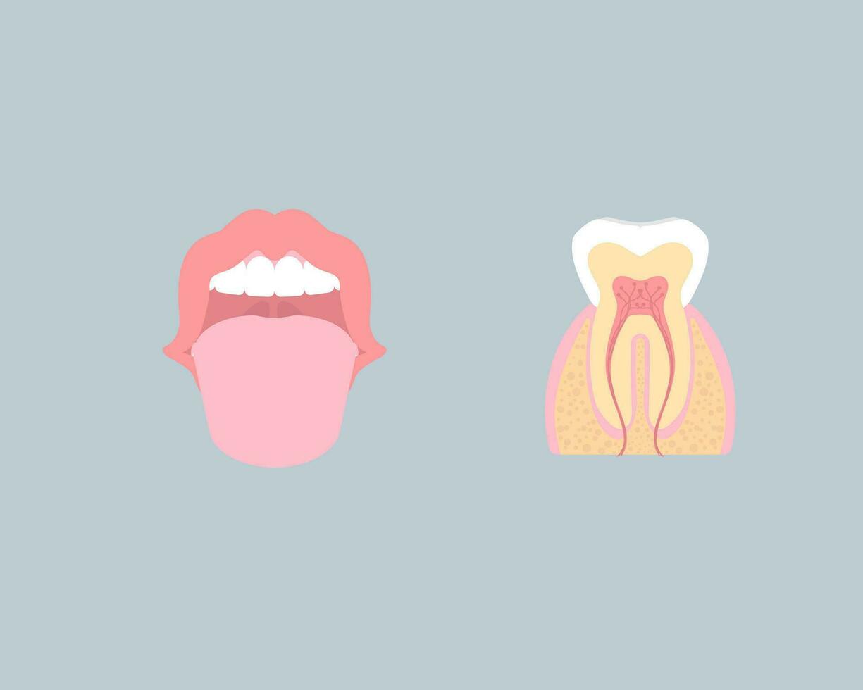 dental tänder vård, inre organ, tand anatomi, nervös systemet, parodontal, vektor illustration tecknad serie platt design klämma konst