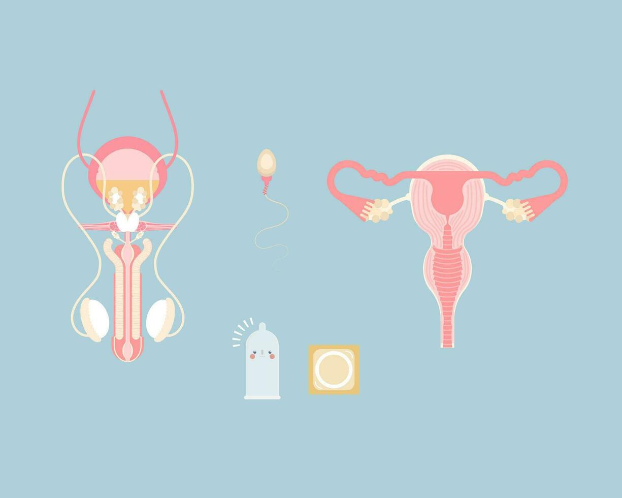 manlig och kvinna reproduktiv systemet med sperma och kondom, inre organ anatomi kropp del nervös systemet, vektor illustration tecknad serie platt karaktär design klämma konst