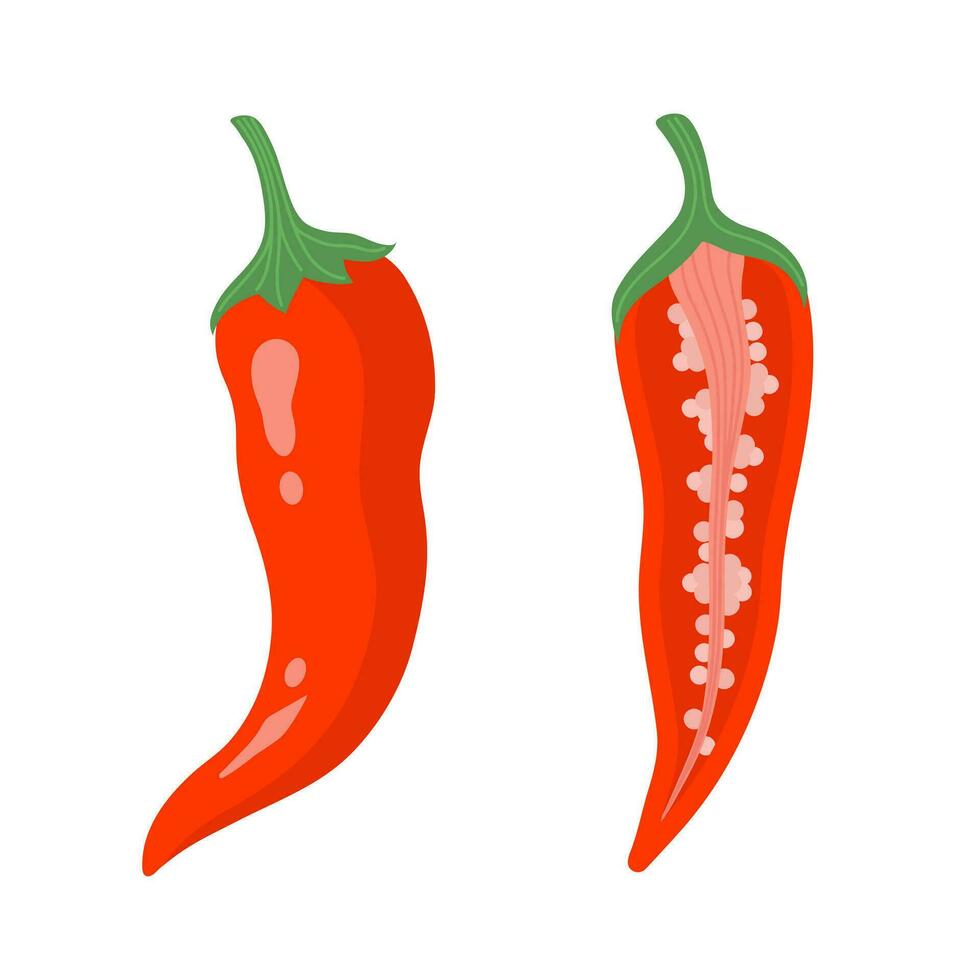 varm röd chili peppar, vektor ikon. färsk hela grönsak, halv med frön. hand dragen mogen kajenn peppar pod isolerat på vit. krydda, krydda för kryddad mat. ljus platt ClipArt för skriva ut, webb