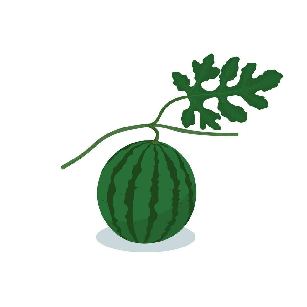 klein Wassermelone und Blatt Vektor Illustration isoliert auf Weiß Hintergrund. Baby Wassermelone