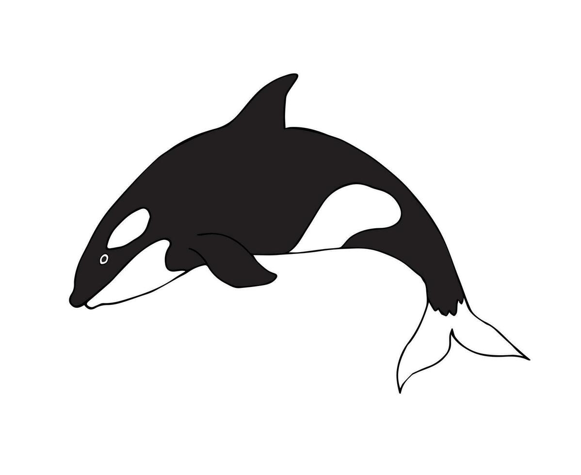 Vektor Hand gezeichnet Gekritzel skizzieren Mörder Wal