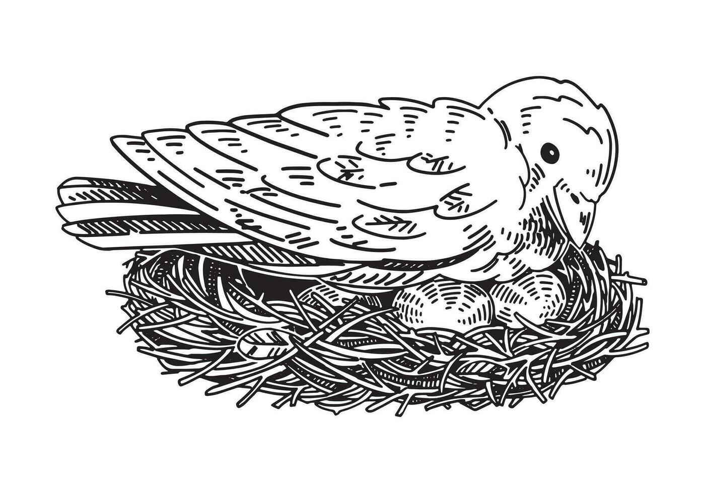 wild Vogel inkubiert Eier im das Nest Gliederung Clip Art. Frühling Zeit Gekritzel. Vektor Illustration im Gravur Stil isoliert auf Weiß.