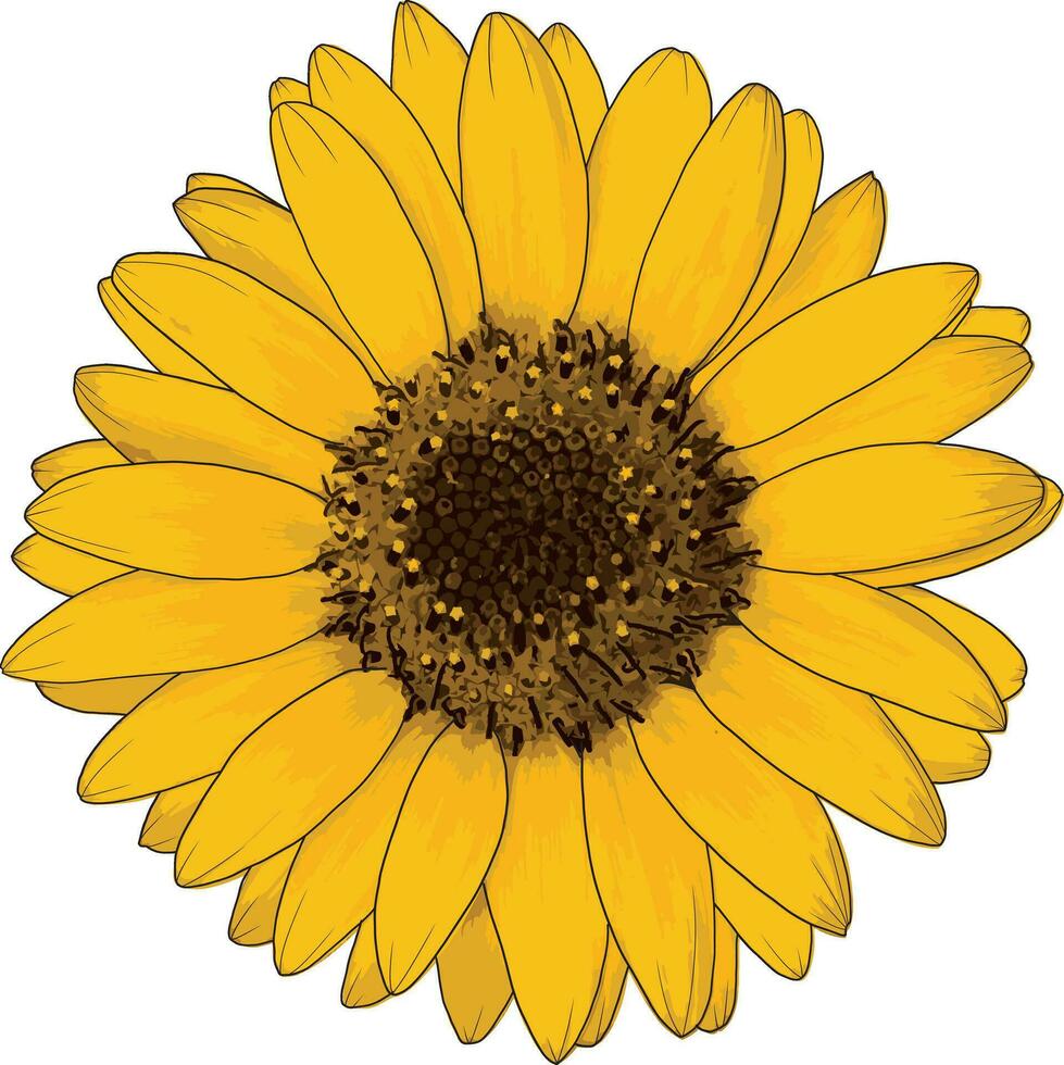 abstrakt von Sonnenblume auf Weiß Hintergrund. vektor