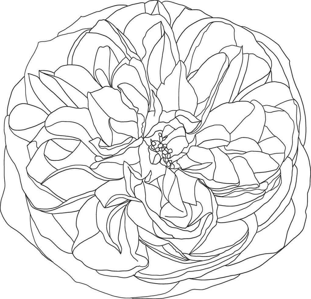 abstrakt Linie Rose Blume sind Blühen mit leeren Hintergrund. vektor