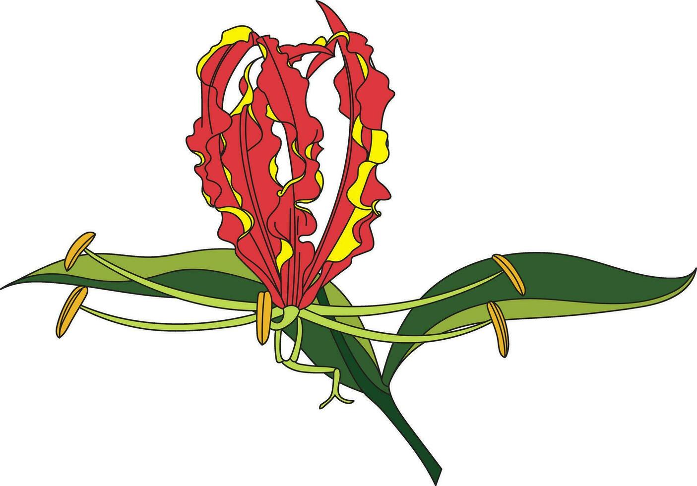 abstrakt av flamma lilja, klättrande lilja, turk's keps blomma med blad på vit bakgrund vektor