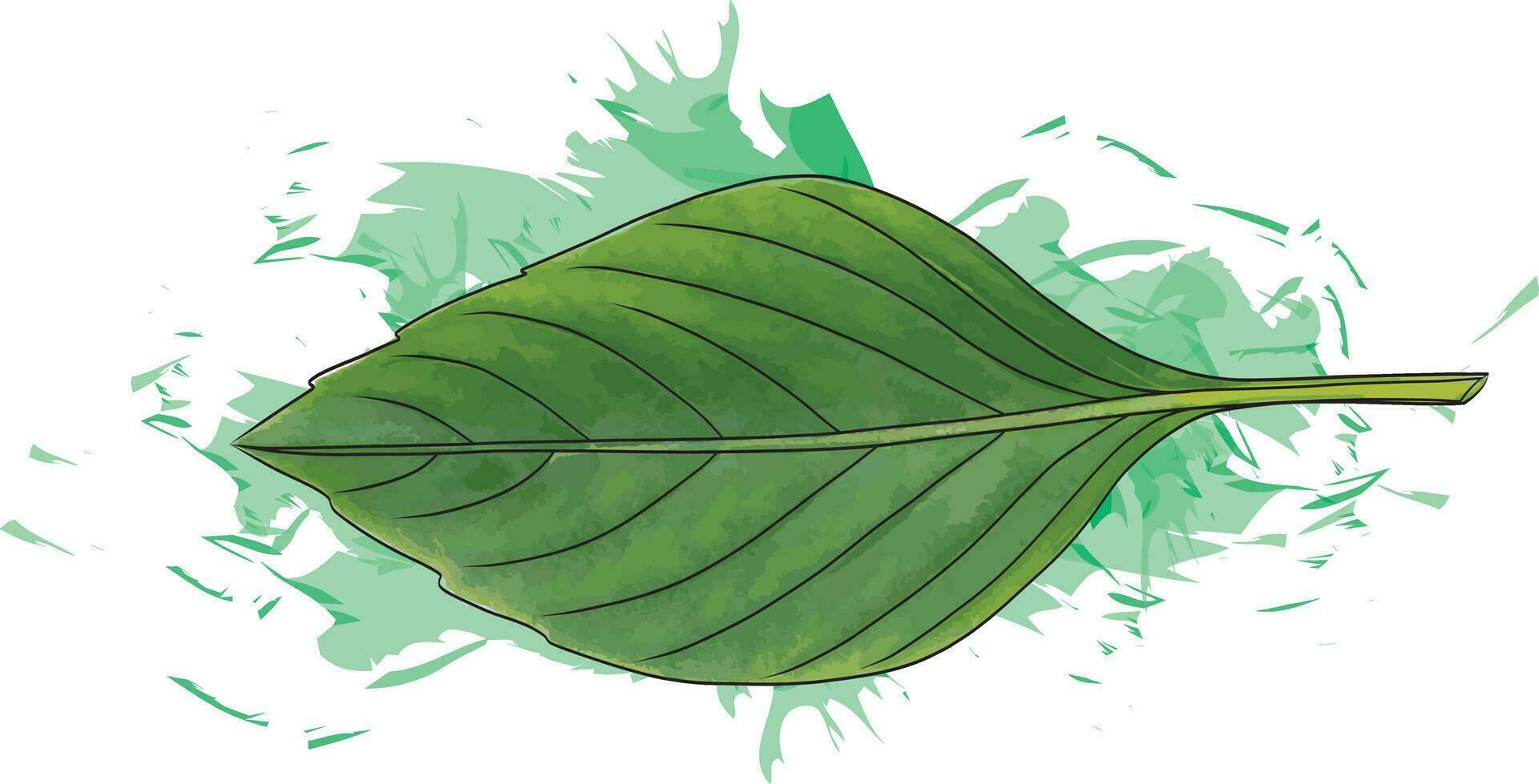 abstrakt Süss Basilikum Blätter mit Farbe Verbreitung auf Weiß Hintergrund vektor