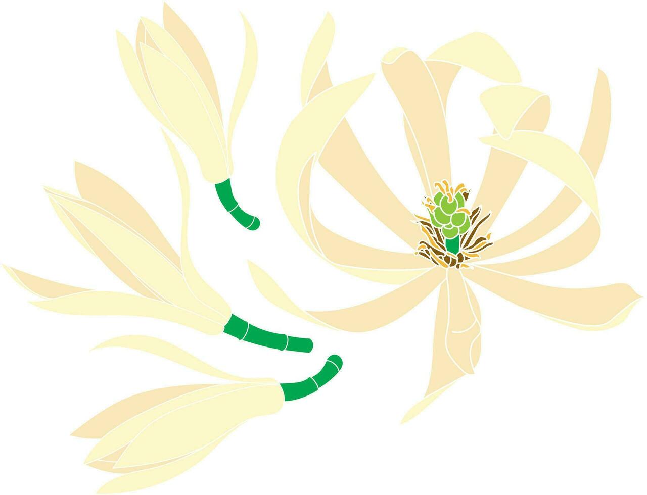 Illustration von Chempaka Blume mit Blühen auf leeren Hintergrund. vektor