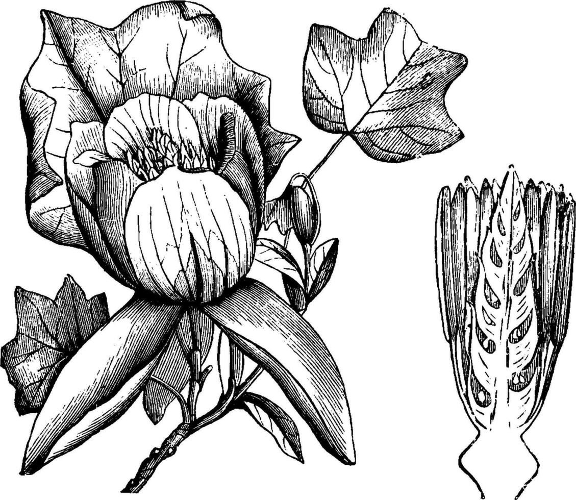 liriodendron tulipifera årgång illustration. vektor