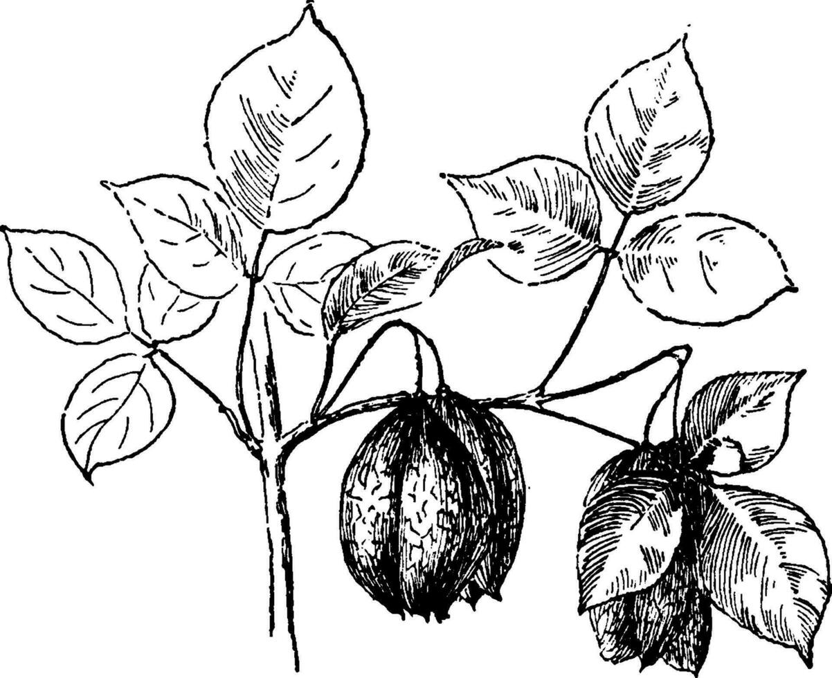 Bild, Strauch, Staphyla, Trifolia, östlich, Norden, Amerika, Süd, Ontario, südwestlich, Quebec, Westen, Nebraska, Arkansas, Süd, Florida Jahrgang Illustration. vektor