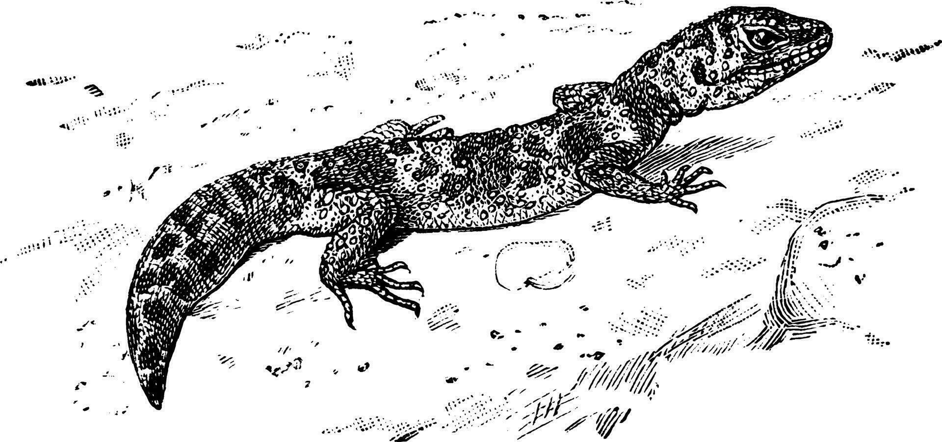 leopard gecko, årgång illustration. vektor