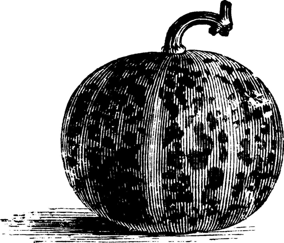 Königin Annes Tasche Melone Jahrgang Illustration. vektor