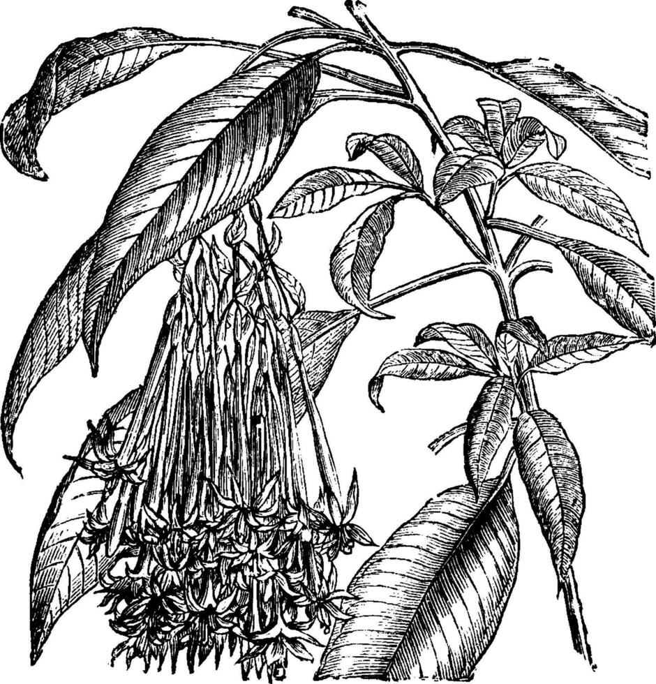 blommande gren av fuchsia corymbiflora årgång illustration. vektor