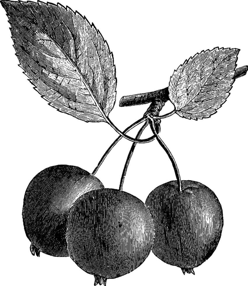 Pyrus Malus Bertini Jahrgang Illustration. vektor