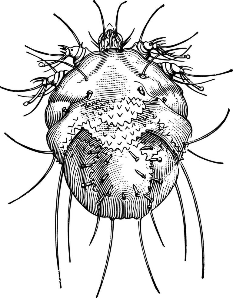 Spinne Jahrgang Illustration. vektor