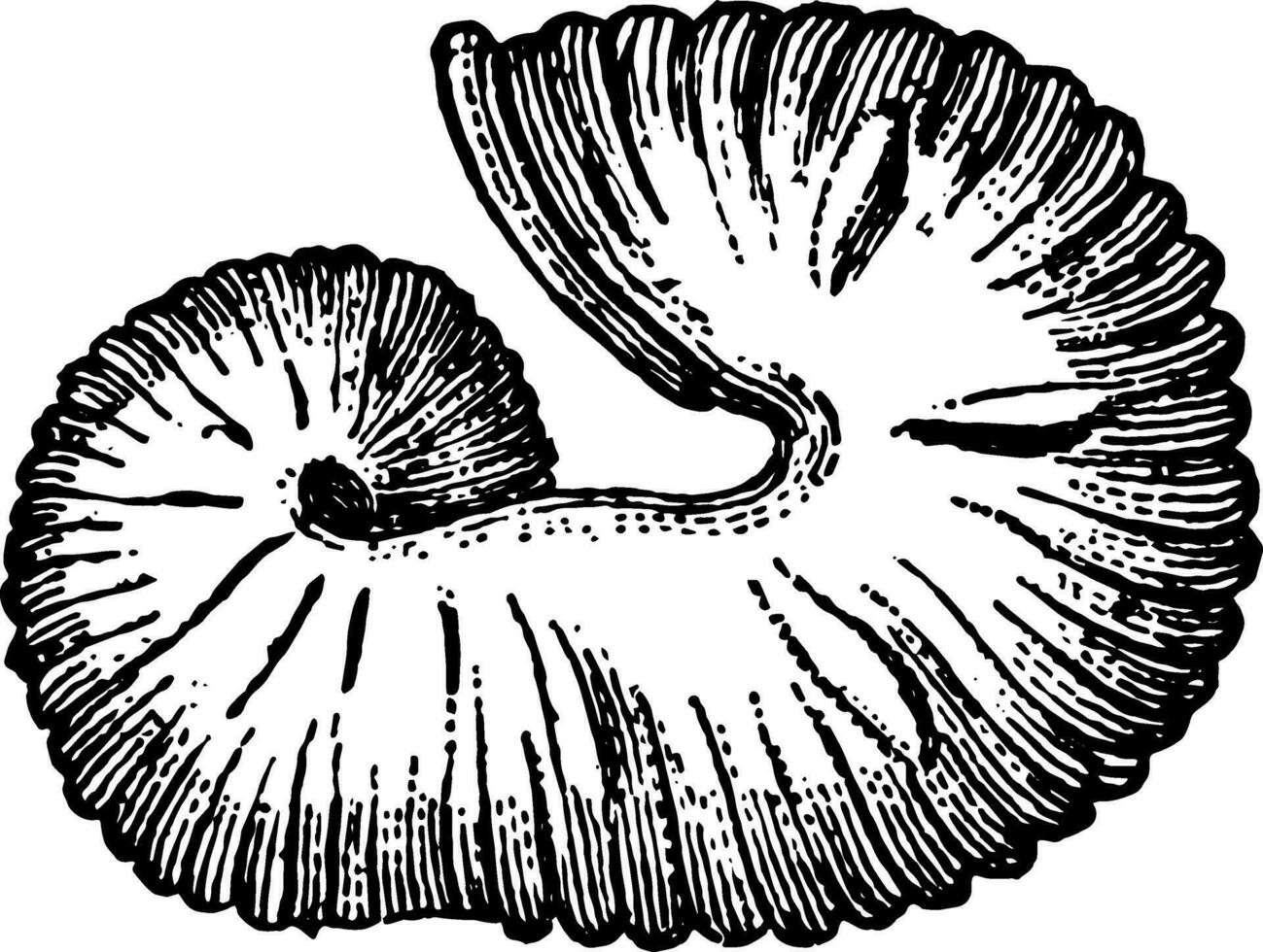 utdöd cephalopod fossil skafiter equalis årgång illustration. vektor