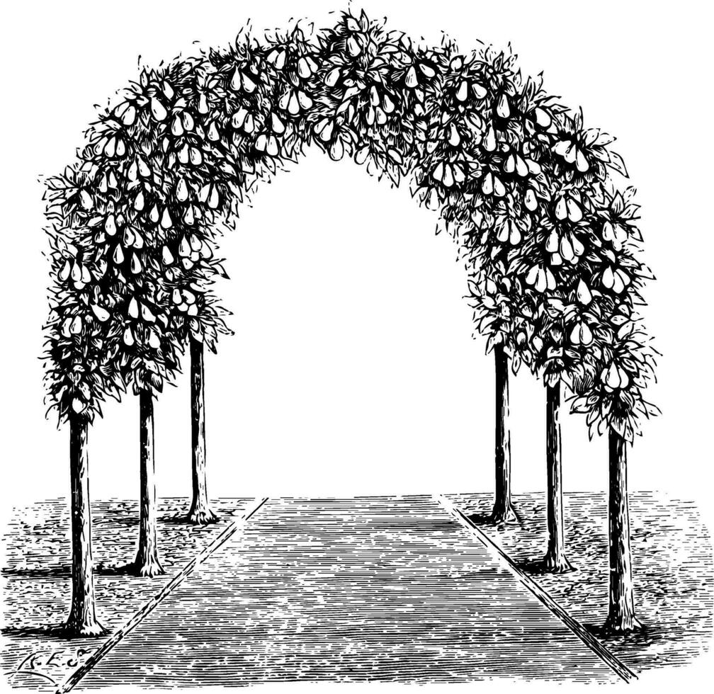 päron träd berså årgång illustration. vektor