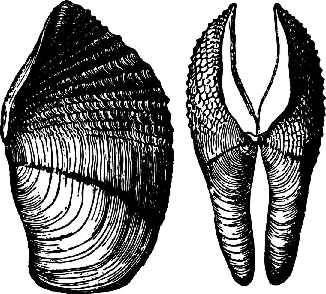 pholas crispata årgång illustration. vektor