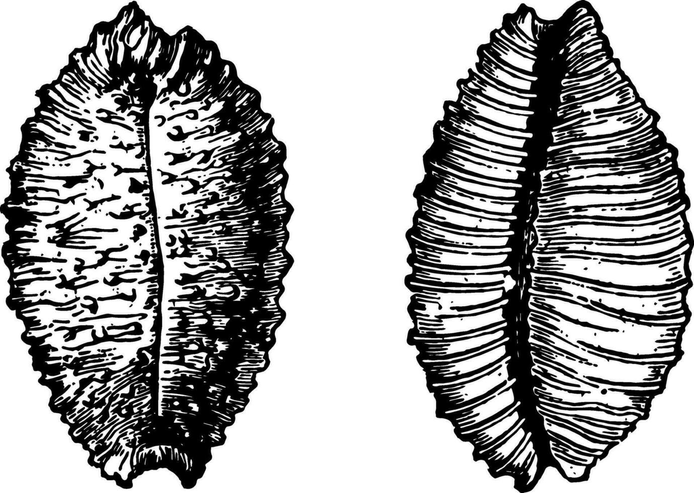 Cypraea madagascariensis Jahrgang Illustration. vektor