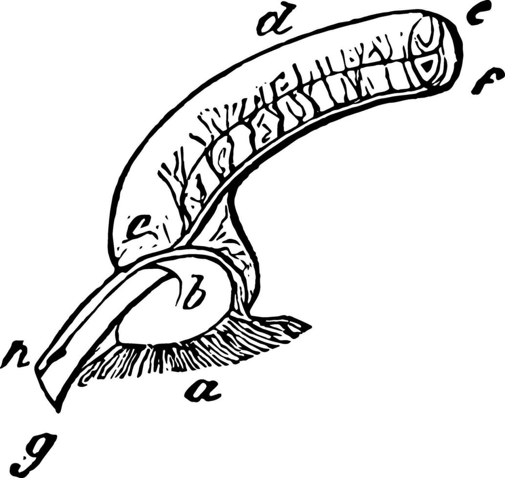 Adler ampulle Jahrgang Illustration. vektor