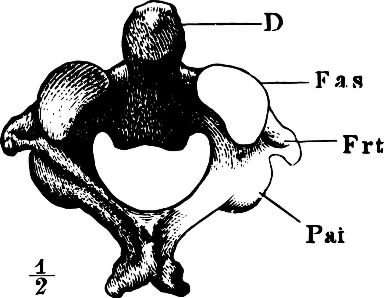 de axel som är 2:a cervical kota årgång illustration. vektor