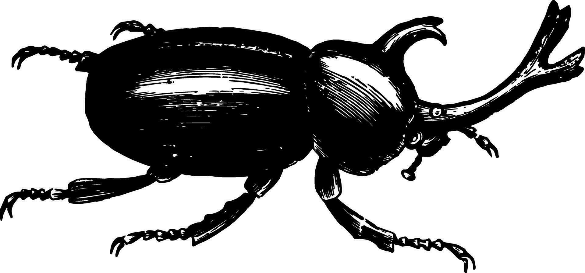 xylotrupes dikotom årgång illustration. vektor