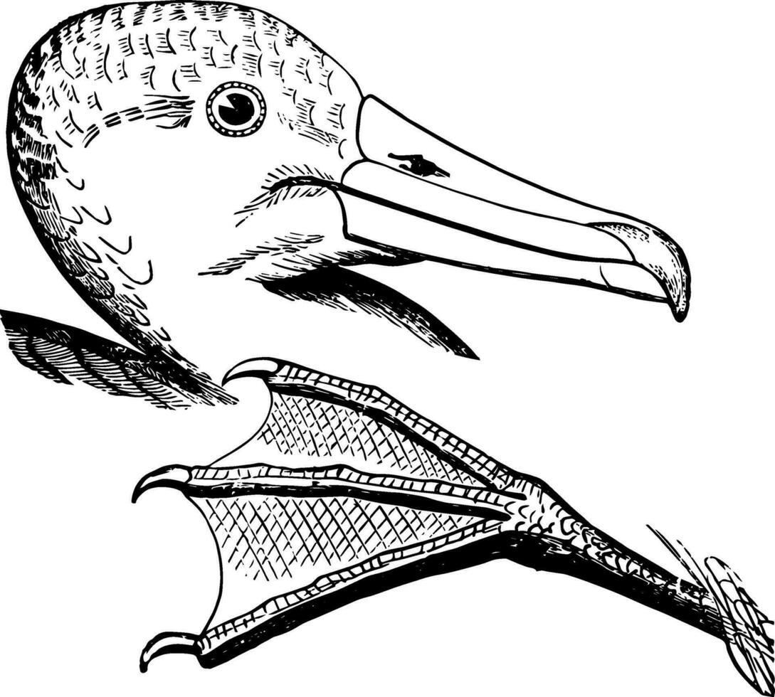 räkningen och fot av en kort tailed albatross årgång illustration. vektor