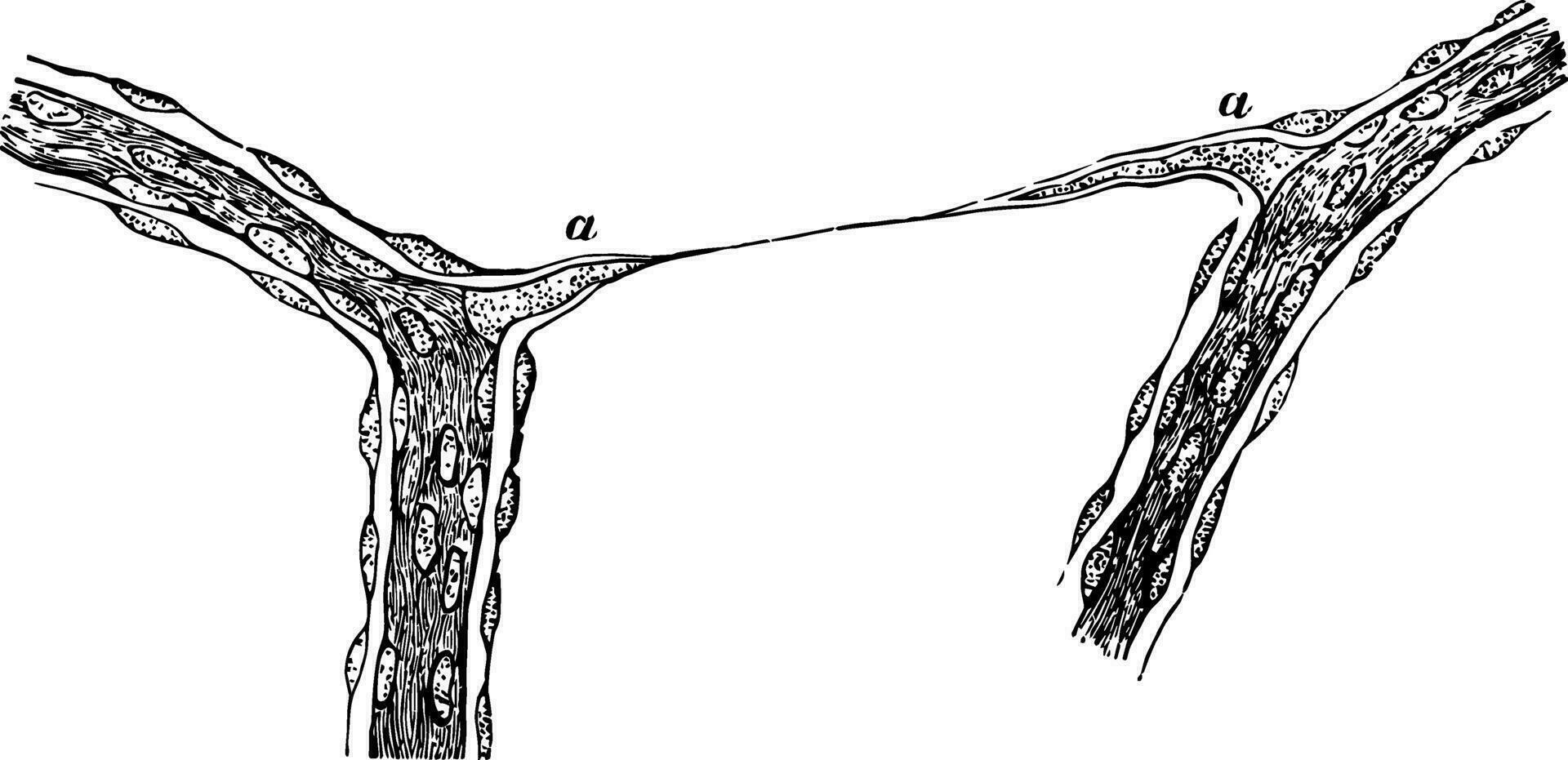 kapillärer från glaskropp humör av kalv årgång illustration. vektor