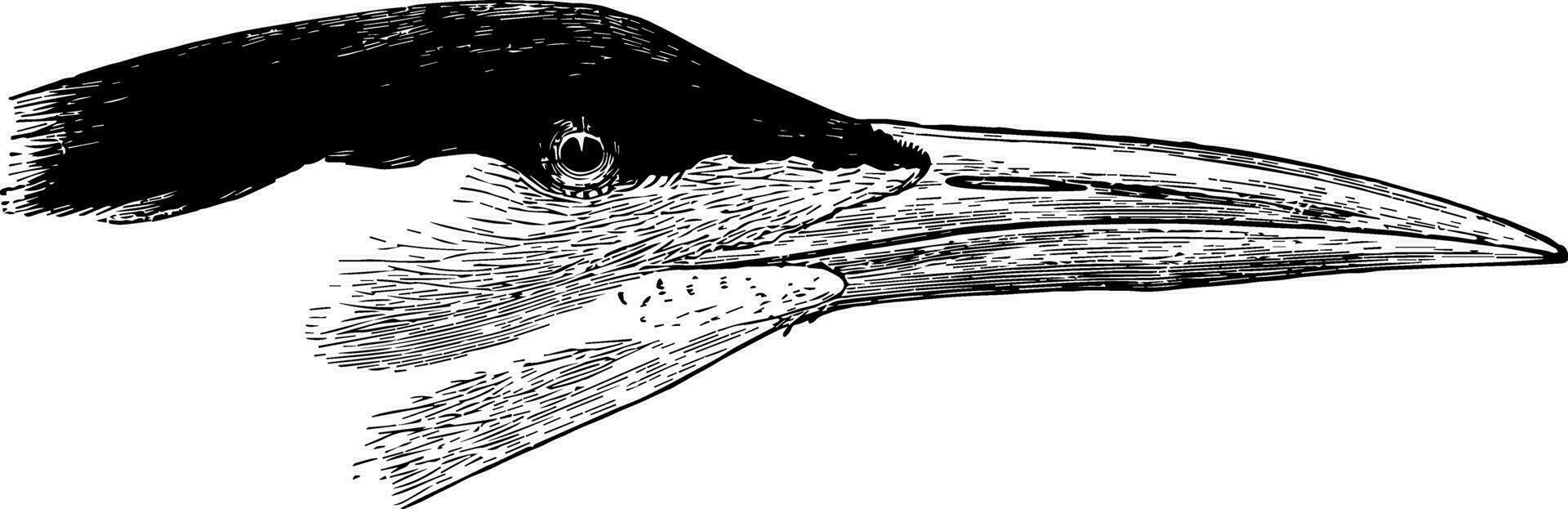 königlich Seeschwalbe Jahrgang Illustration. vektor