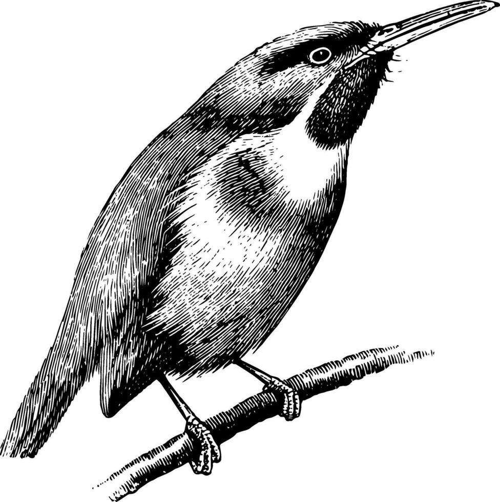 Tody, årgång illustration. vektor