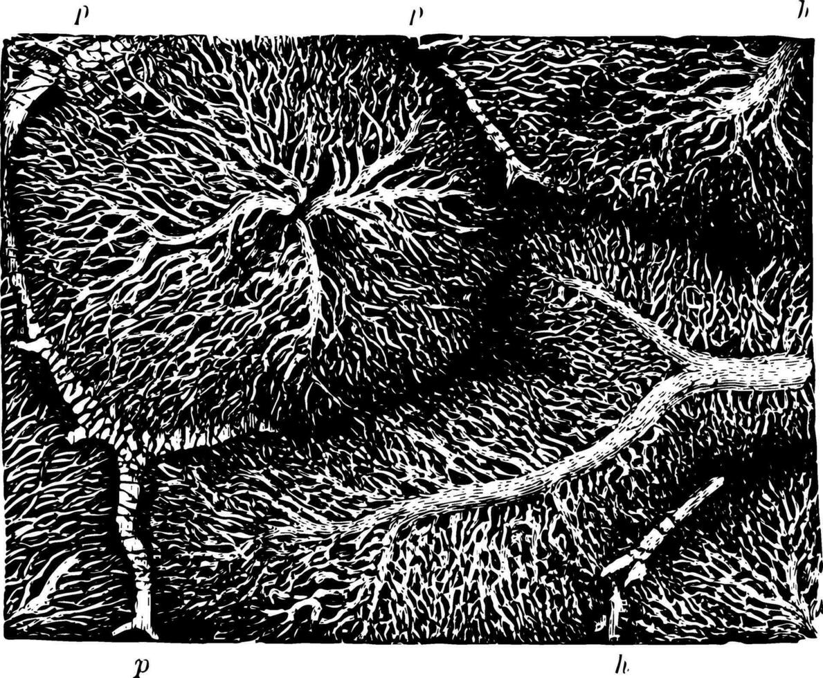 kapillär nätverk i de lobules av en kanin lever årgång illustration. vektor