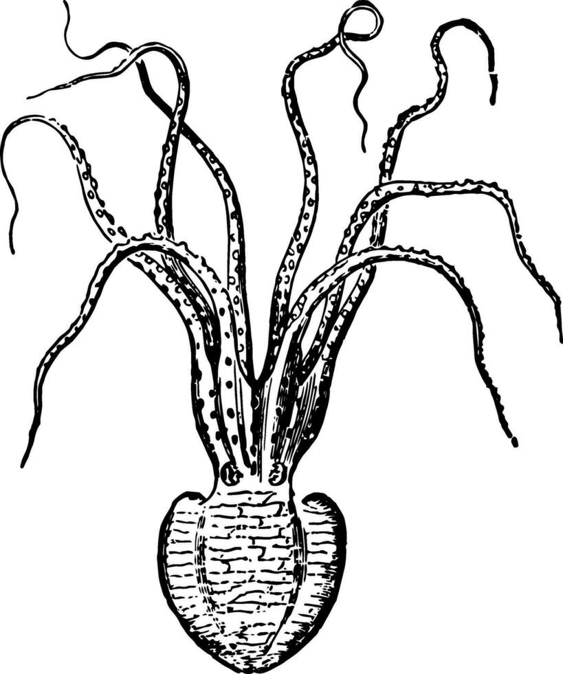 Pinnoktopus cordiiformis Jahrgang Illustration. vektor