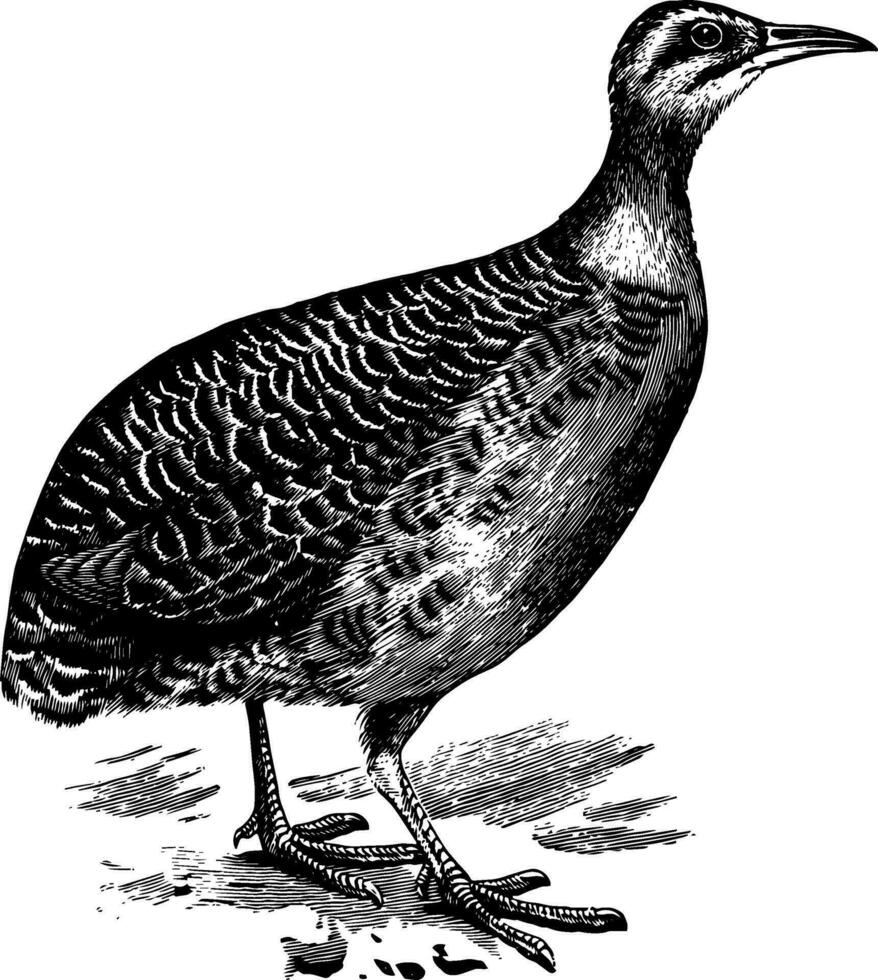 röd bevingad tinamou, årgång illustration. vektor