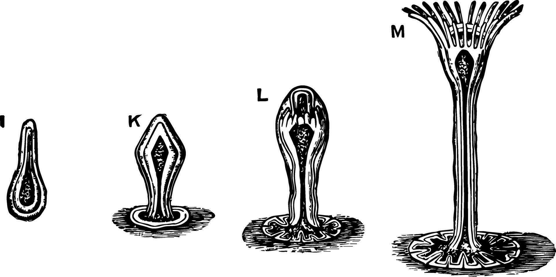 eudendrium, årgång illustration. vektor