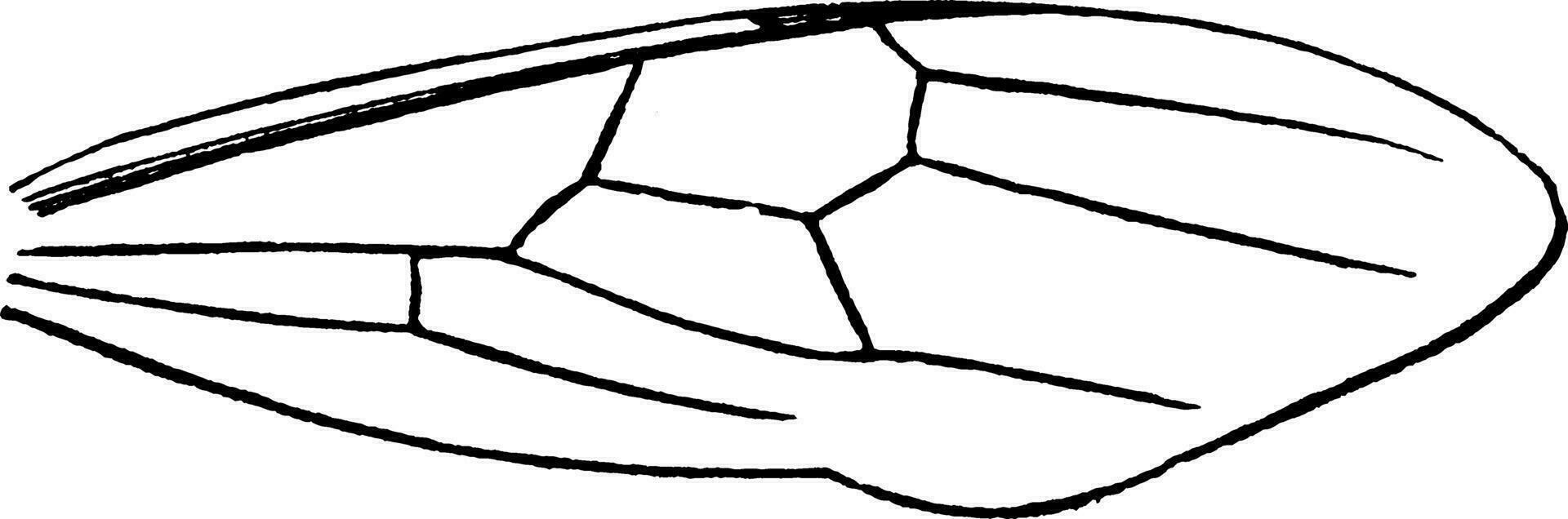crematogaster myra, årgång illustration. vektor