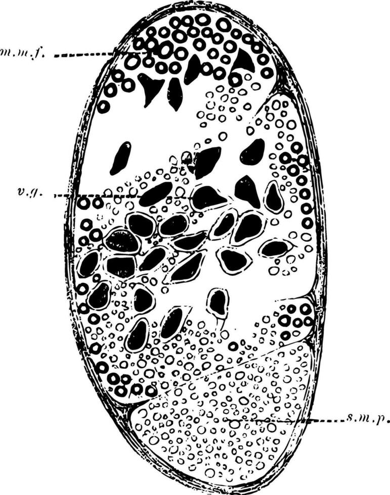 ramus viseralis årgång illustration. vektor