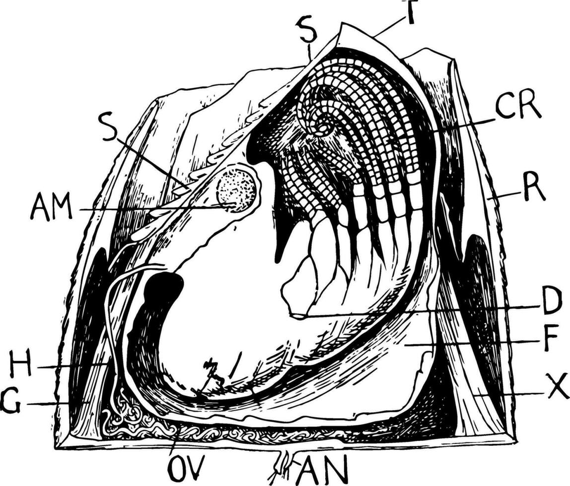 ekollon skal, årgång illustration. vektor