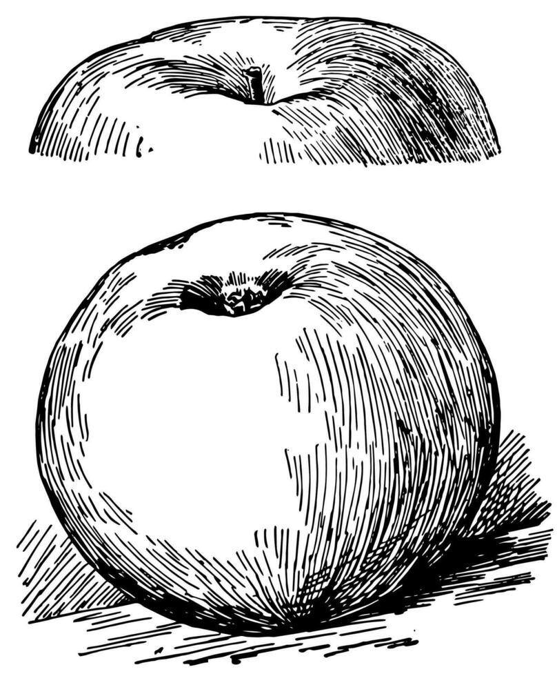 Rhode Insel Begrünung Apfel Jahrgang Illustration. vektor