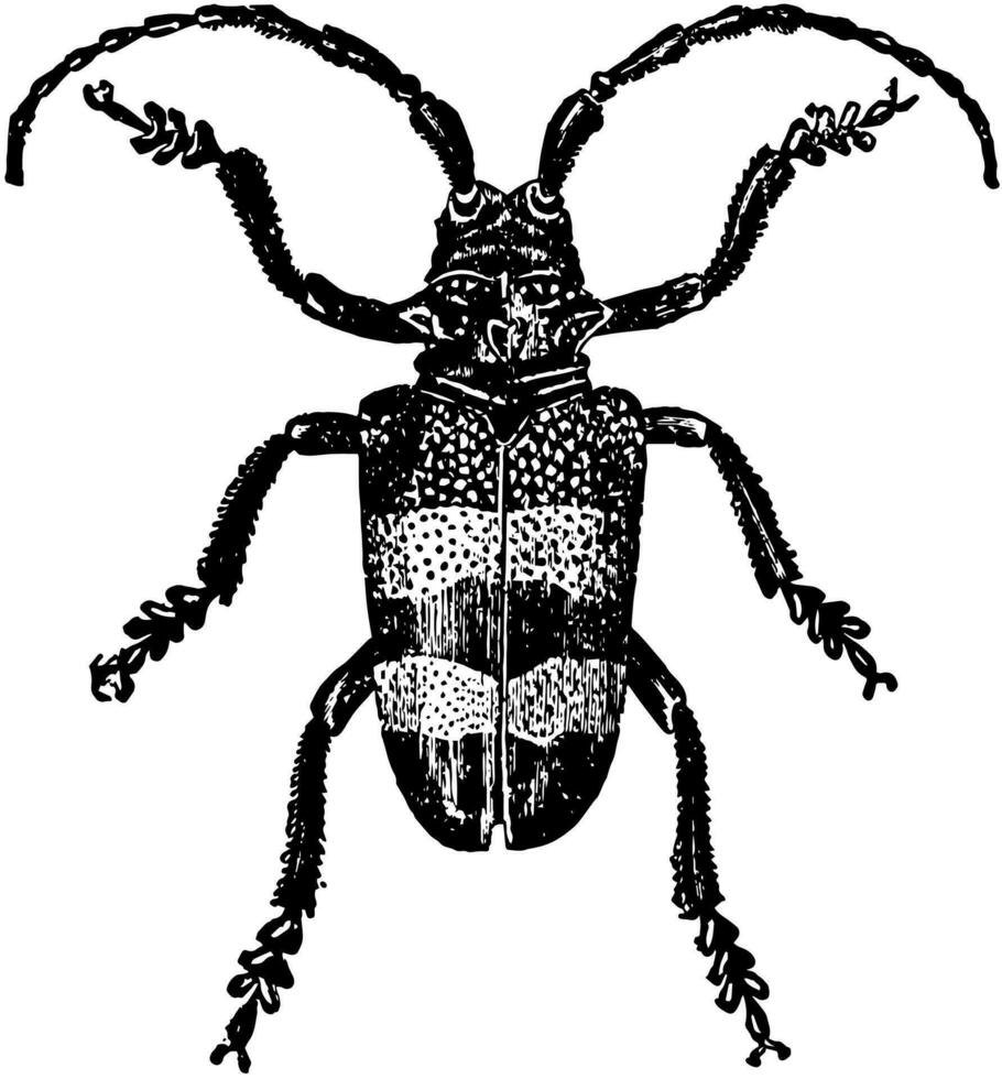 phryneta aureocincta, årgång illustration. vektor