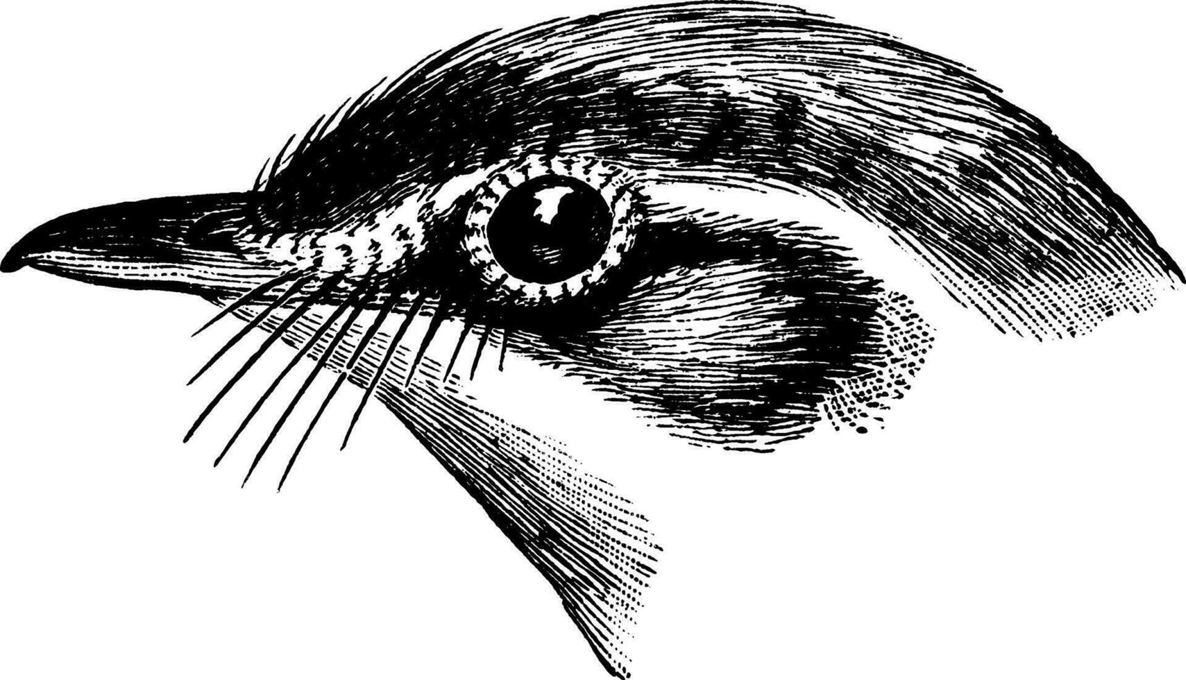 fågel huvud, årgång illustration. vektor