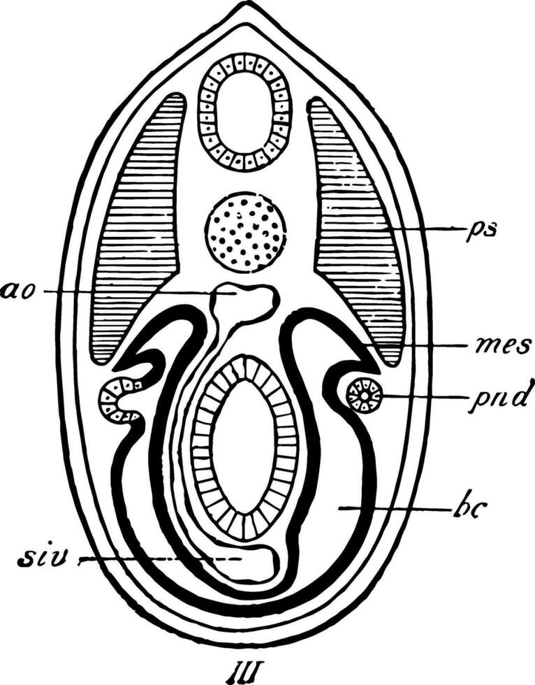 Ausscheidung System Bühne 3, Jahrgang Illustration vektor