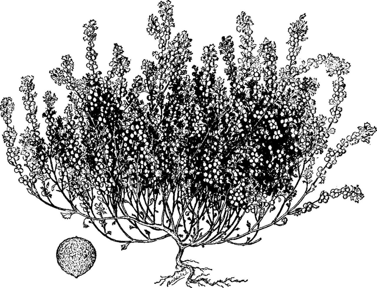 årlig saltbuske årgång illustration. vektor