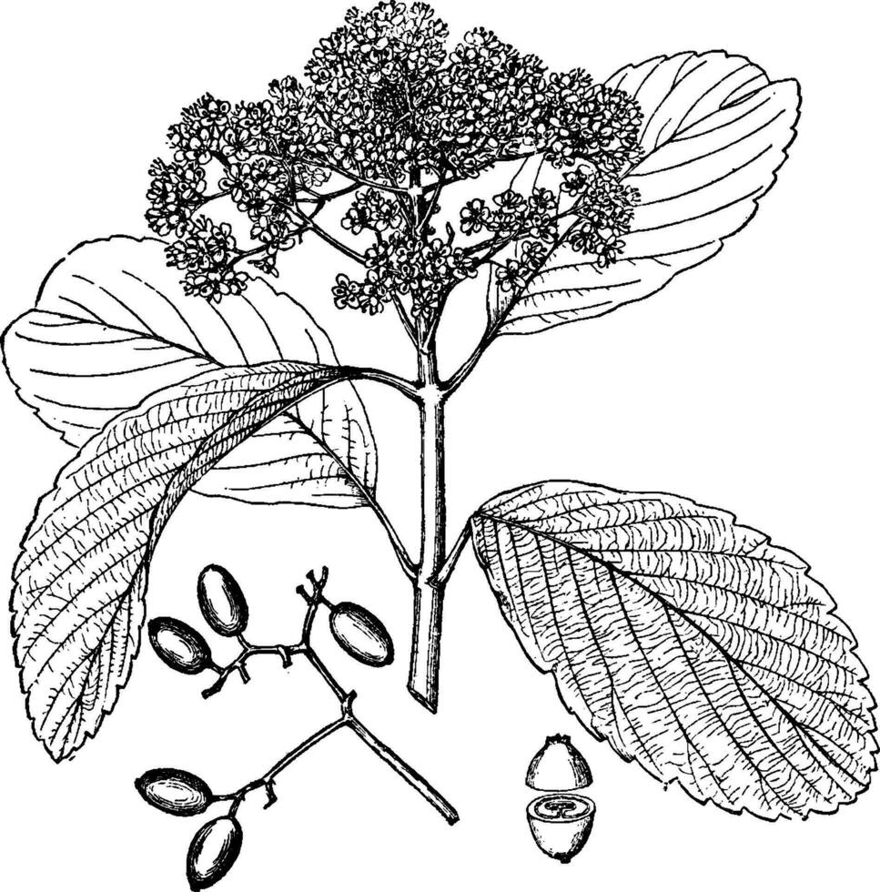 viburnum sieboldii årgång illustration. vektor