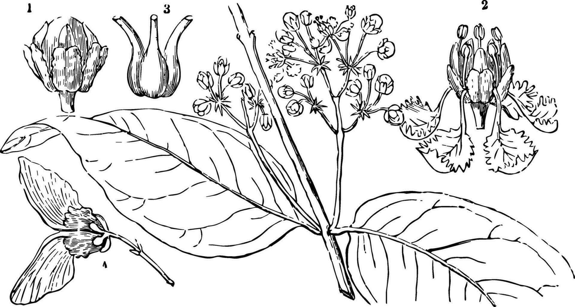 diplotterier årgång illustration. vektor