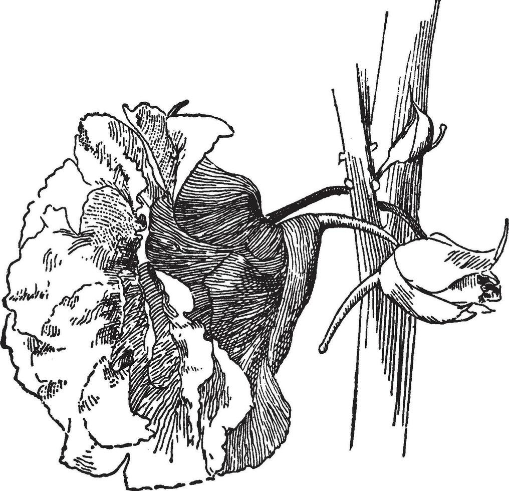 kamelia blommig balsam årgång illustration. vektor