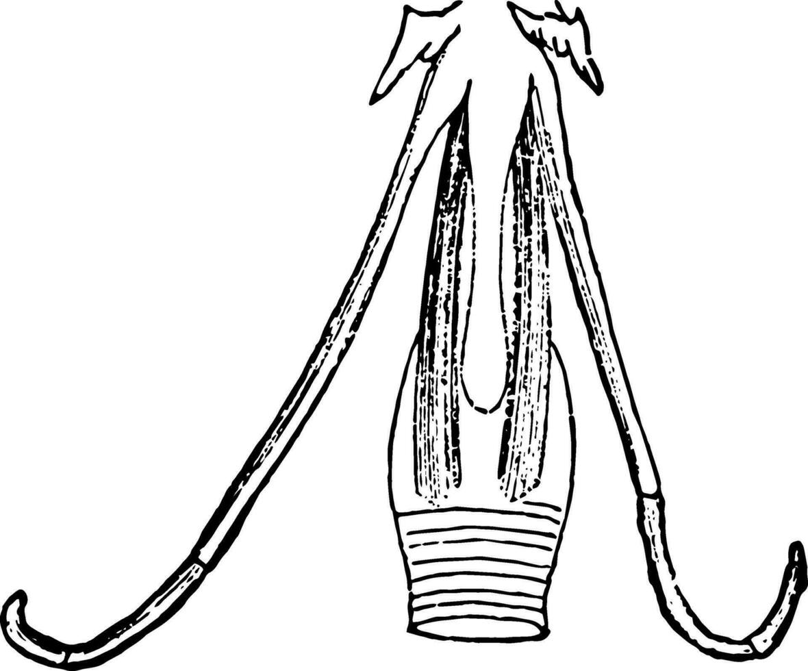 das Larynx Muskeln von ein Turm Jahrgang Illustration. vektor